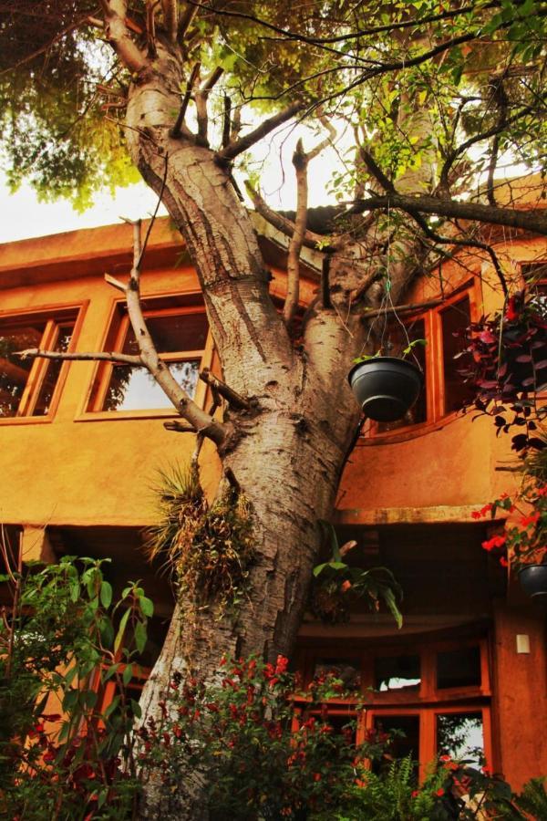 Hospedaje Boutique Paz Creativa San Cristobal de las Casas Exterior photo